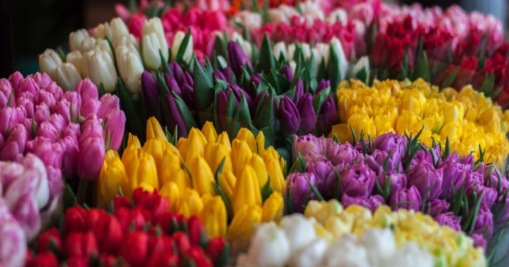 belforissimo Le marché aux fleurs Belflorissimo à Belfort