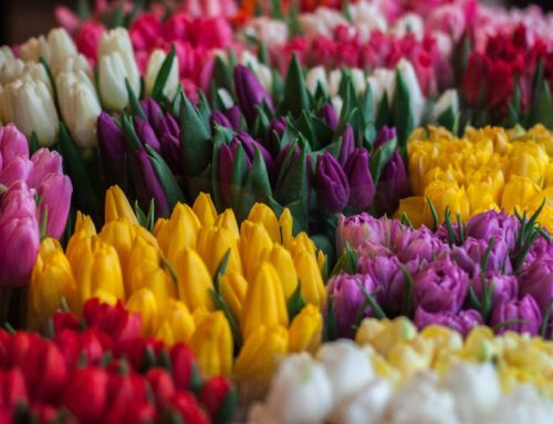 Belflorissimo, un événement printanier incontournable