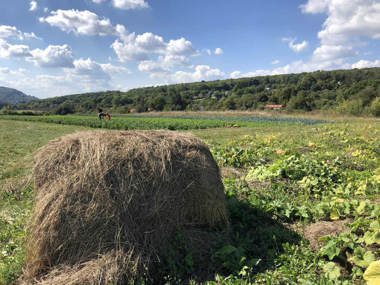 Exploitation agricole des Jardins du Montvaudois