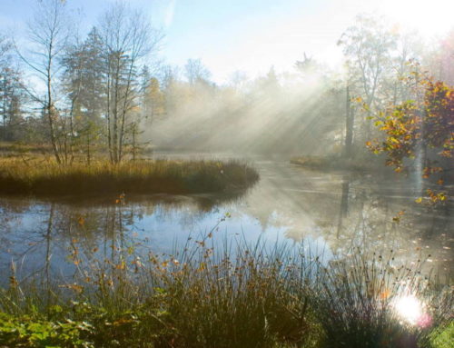 Les 1000 étangs, “Petite Finlande” de Haute-Saône